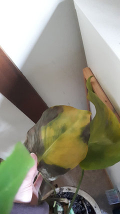 joepii philodendron Philodendron joepii – The Plant Lady SF main image 0