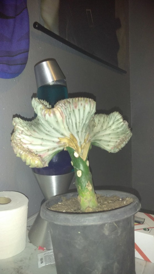 Euphorbia lactea grafted/ Coral Cactus burns or rot??