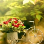 Mihai Constantinescu's photo