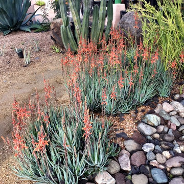Succulents