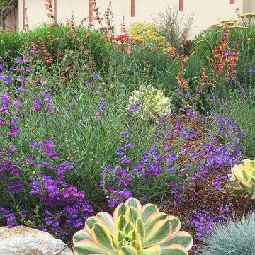 North Berkeley, deer and drought tolerant