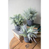 Set of Three Fern Succulents with Round Grey Pots