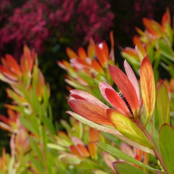 Yards: Turn Any Outdoor Space Into the Garden of Your Dreams