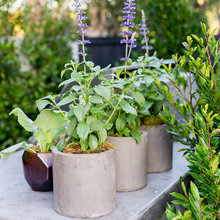 Plants