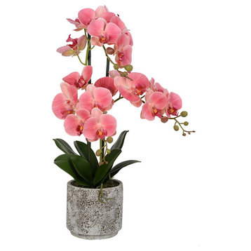 Vickerman 24" White Phal in Cement Pot