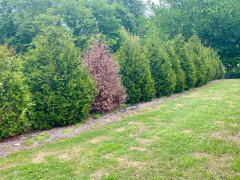 Dead Thuja Green Giant? (Photos) | Houzz Forum
