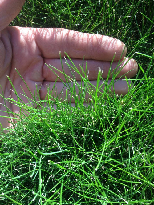 Identifying Grass Types in my Lawn