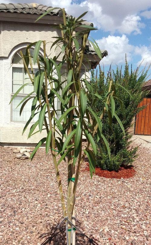 Pruning oleander tree help?