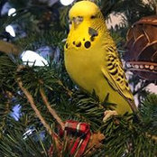 Loki Birdies billede