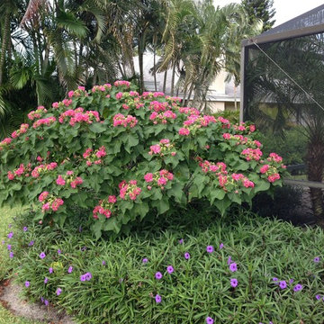 Flowering Trees
