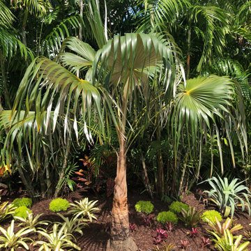 Landscaping with Tropical Color-Palms and Bromeliads