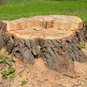 New Haven, CT – Large Tree Removal Services – Stump Grinding & Removal