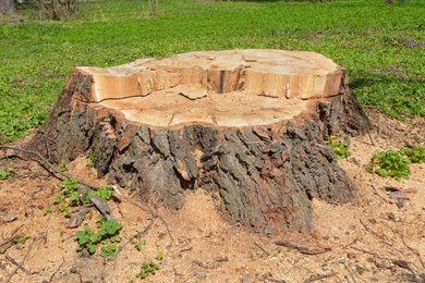 New Haven, CT – Large Tree Removal Services – Stump Grinding & Removal