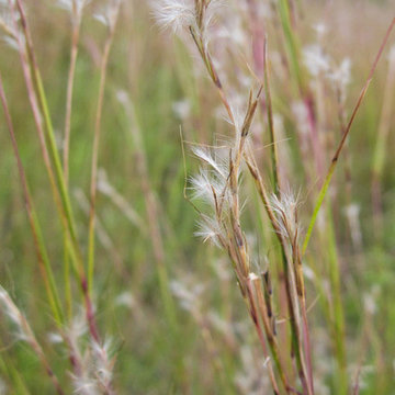 Great Design Plant: Little Bluestem