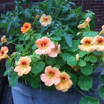 container gardens