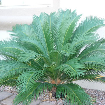 Sago Palm - Cycas revoluta