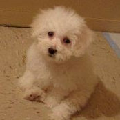 Michael Tse's photo