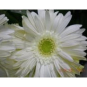 Hale Coskun's photo