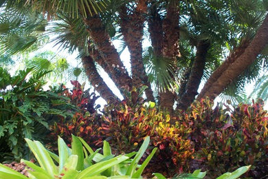 Tropical full sun garden in Miami.