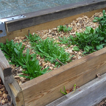 Leafy greens in a cold frame.  This can give you greens all winter