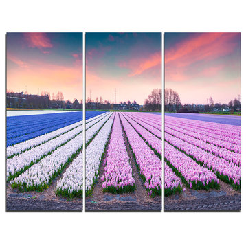 "Colorful Hyacinth Flowers at Sunrise" Photo Canvas Print, 3 Panels, 36"x28"