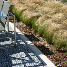 Ornamental Grasses in the Landscape
