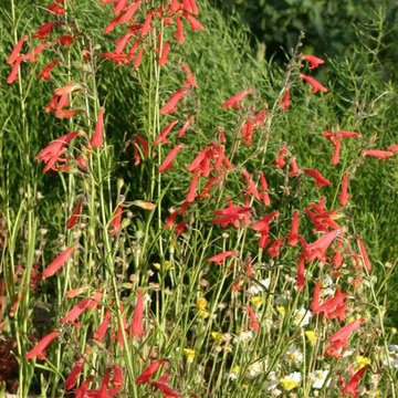 Penstemon Rostriflorus