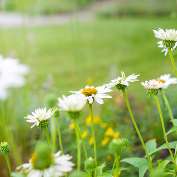 Neglected Landscape Turns into Pollinator Paradise