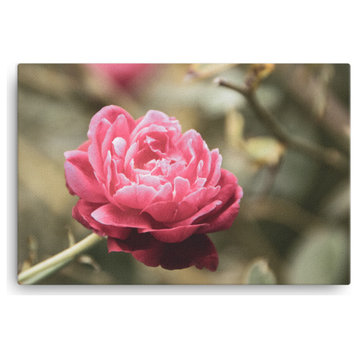 Perfect Petals Colorized Rose, Floral / Botanical / Nature Canvas Print, 24" X 36"