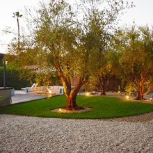 Backyard Ideas