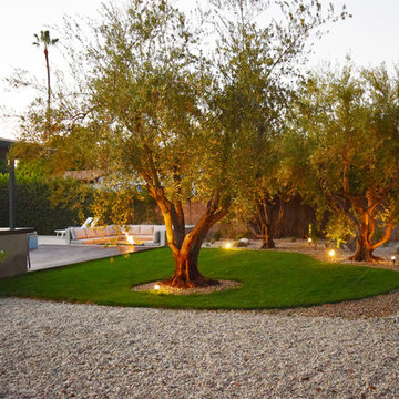 Drought Tolerant Landscape and Mature Olive Trees