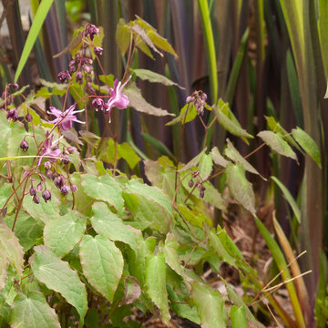 Great Plant Combinations