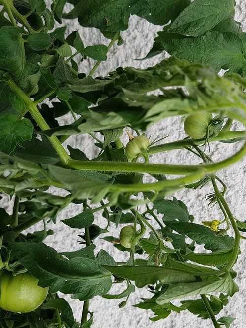 Sudden top wilting and black patches on tomato leaves
