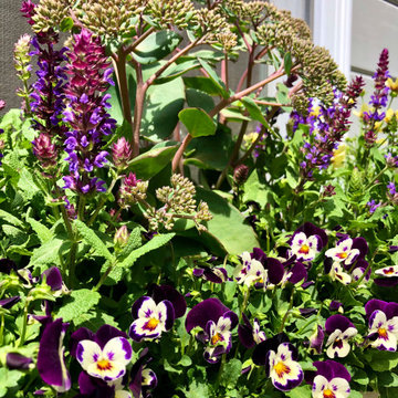 Summer Contrast Window Boxes