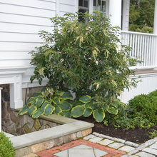 Patio Border