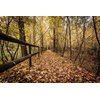 Pixtury "Avenue in Autumn" Photo Print, Canvas, 40x60 cm