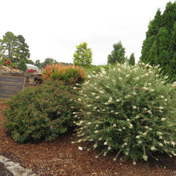 Vanilla Treat™ Butterfly Bush