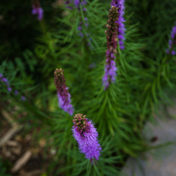 Gayfeather