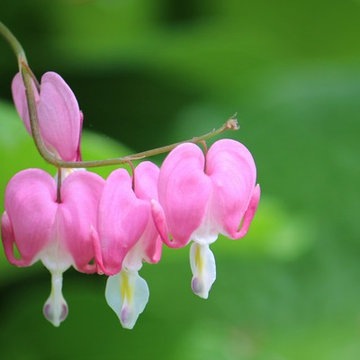 Garden Plants