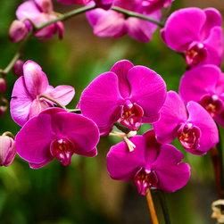 Home Orchids 2017 - Plants