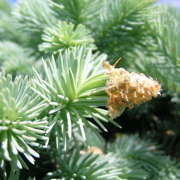 Workhorse Plants
