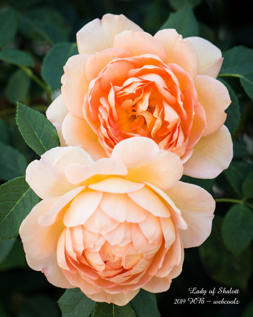 Lady Of Shalott Rose Houzz