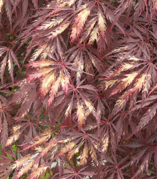 Japanese maple with brown leaves