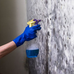 Mold Experts of Greenville