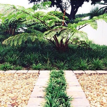 Contemporary Square Garden - Tree Fern Garden