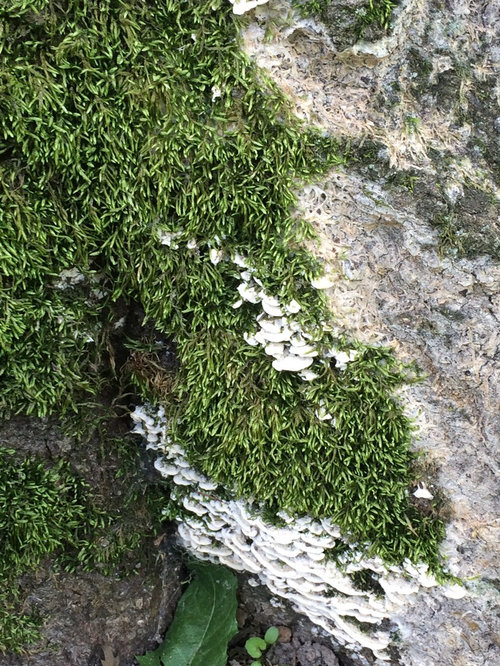 Armillaria Fungus/Root rot on large Oak Tree