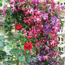 Landscape Ideas