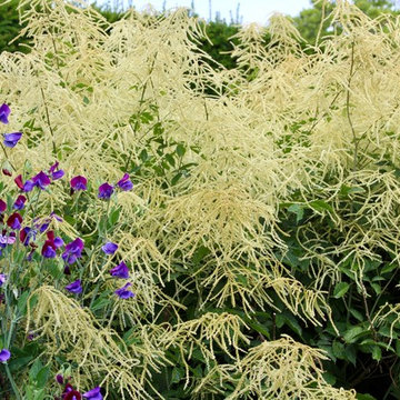 PLANT ASSOCIATIONS: Summer