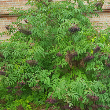 The Talking Farm: Edible Woodland