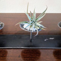 Air Plants and Planters - Home Decor